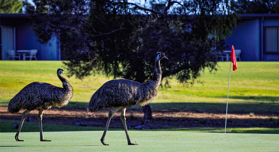 Renmark Country Club