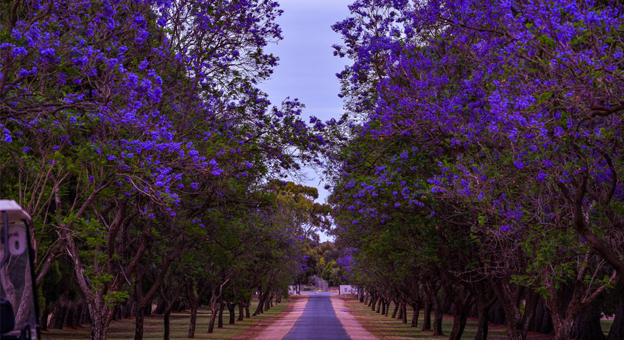 Renmark Country Club